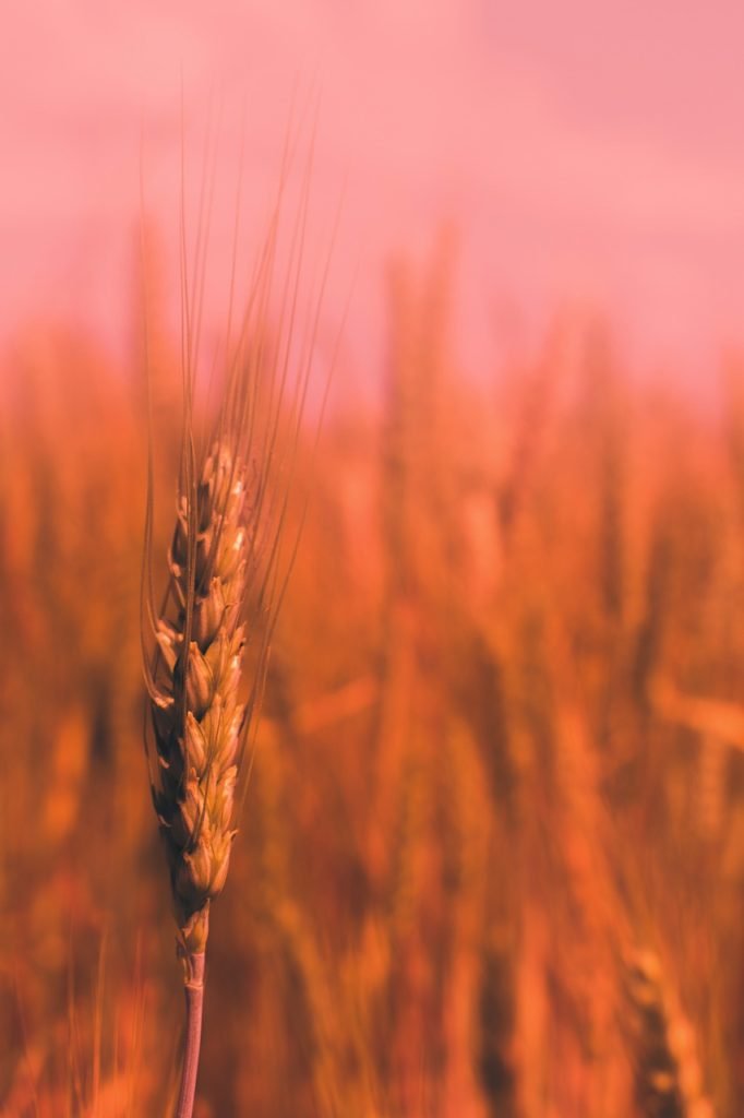 meaning-of-gratitude2 True Meaning of Gratitude: Embracing the Power of Now