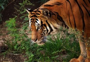 Affirmations for Confidence: Unlock Your Inner Power