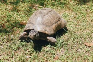 A tortoise walking through grass, displaying its textured shell. Outdoor nature close-up.
